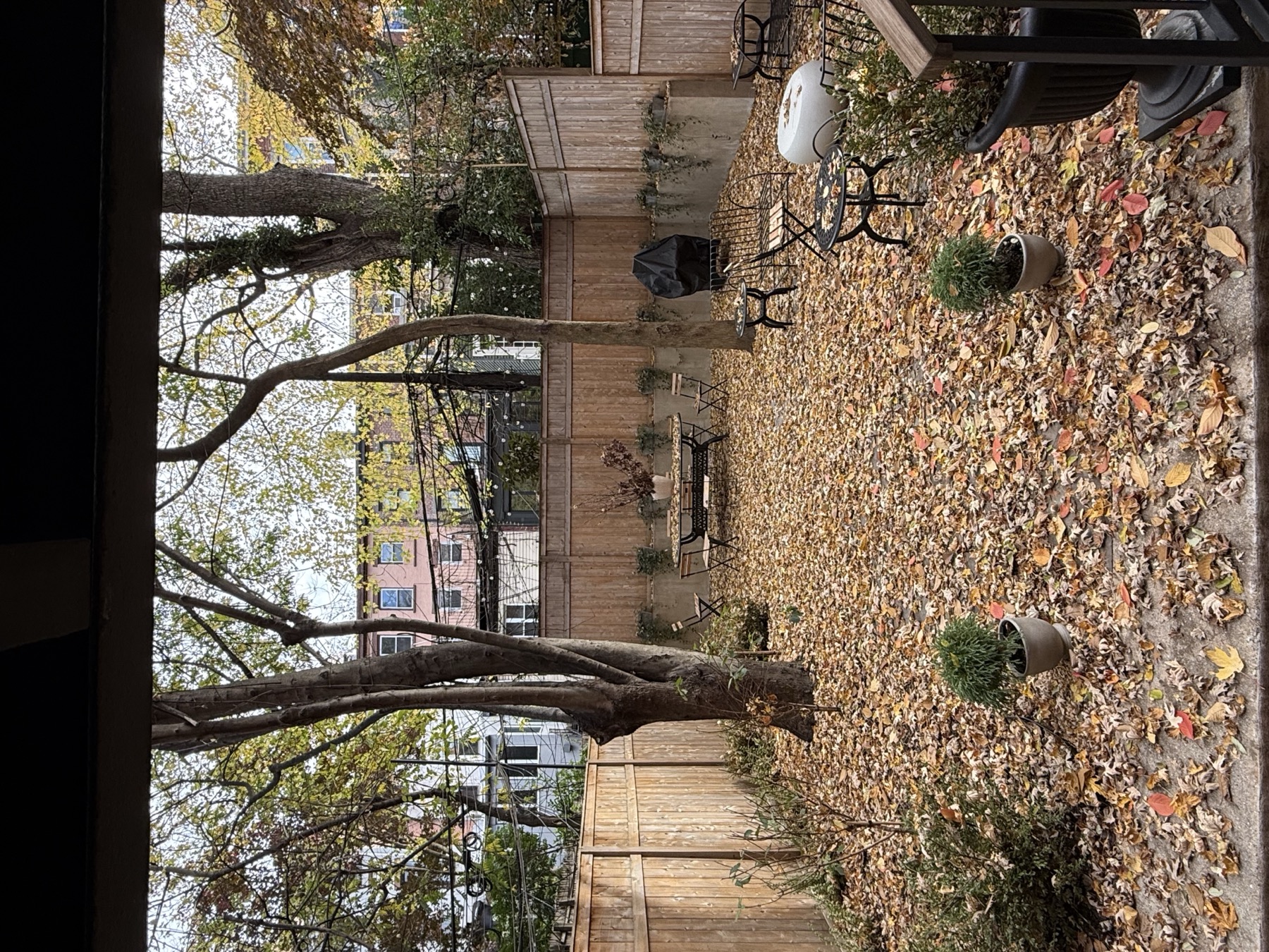 Brooklyn Heights yard before leaf removal
